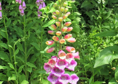 Digitalis