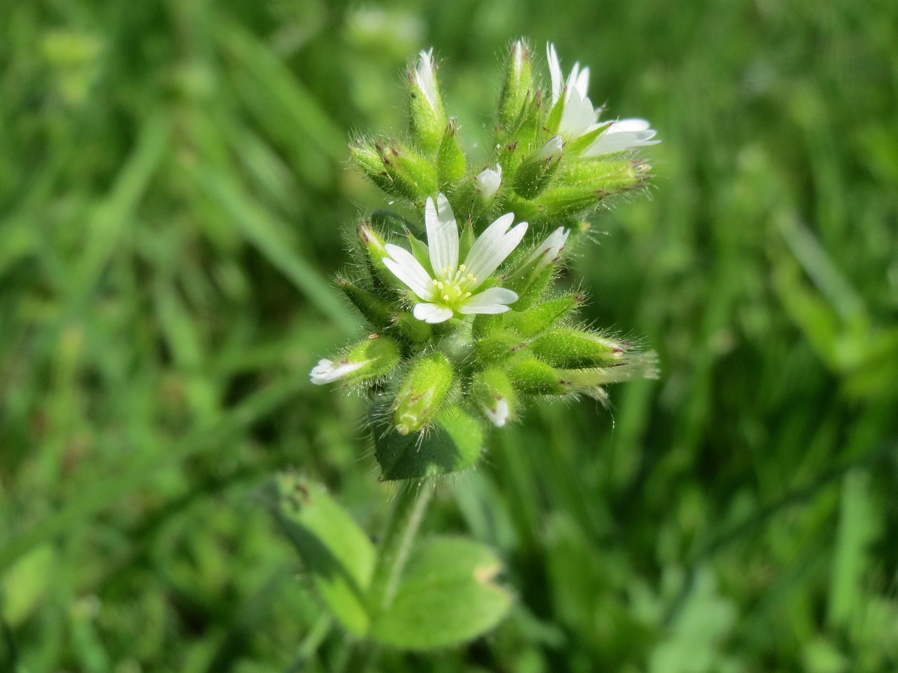 cerastium-glomeratum-855367_1280