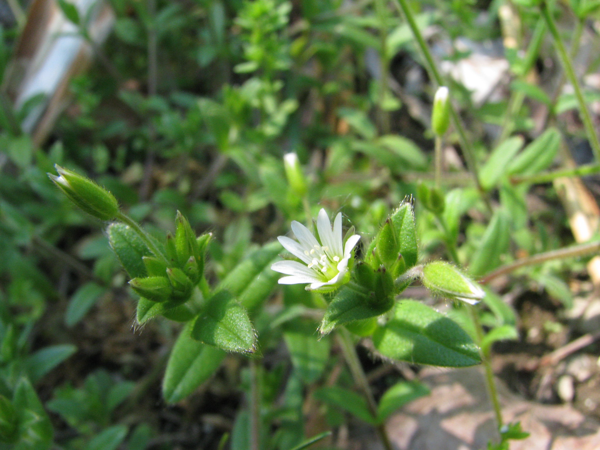 hönsarv Hönsarv (Cerastium fontanum)